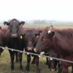 Rains at the end of May with good impacts for farmers and ranchers