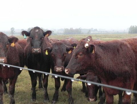 Rains at the end of May with good impacts for farmers and ranchers