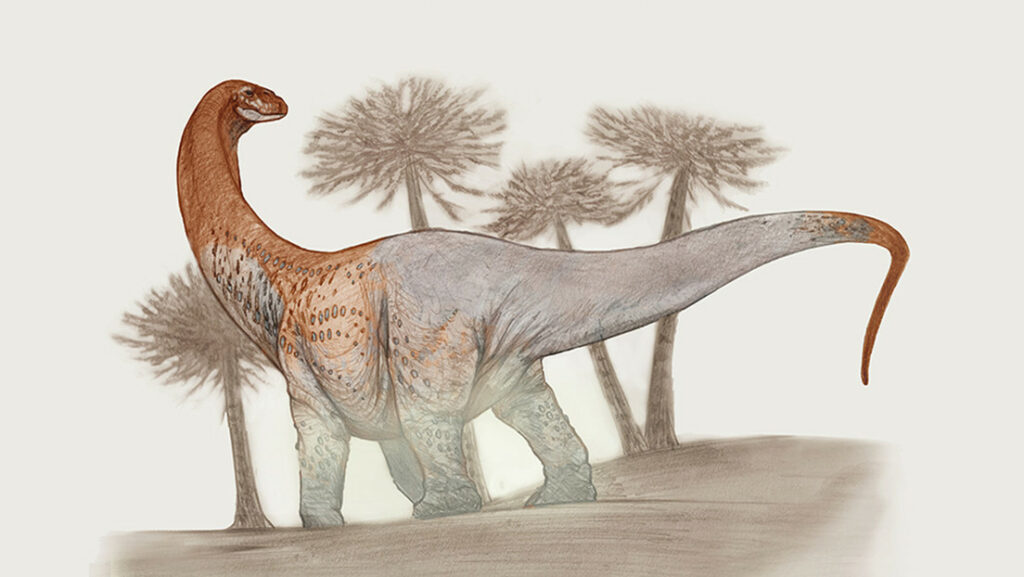 Remains of hitherto unknown gigantic titanosaurs discovered in Argentina