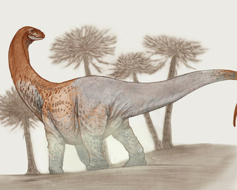 Remains of hitherto unknown gigantic titanosaurs discovered in Argentina