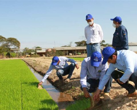 Santa Cruz consumes 54% of the state urea sold in the domestic market