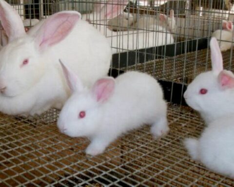 The official press denies that 11 rabbits stolen from a laboratory had tuberculosis