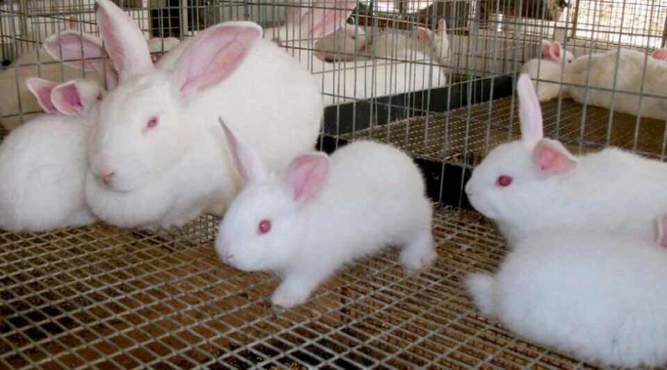 The official press denies that 11 rabbits stolen from a laboratory had tuberculosis