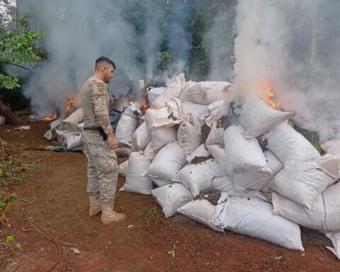 They detect "citadel" of large-scale marijuana production in Concepción