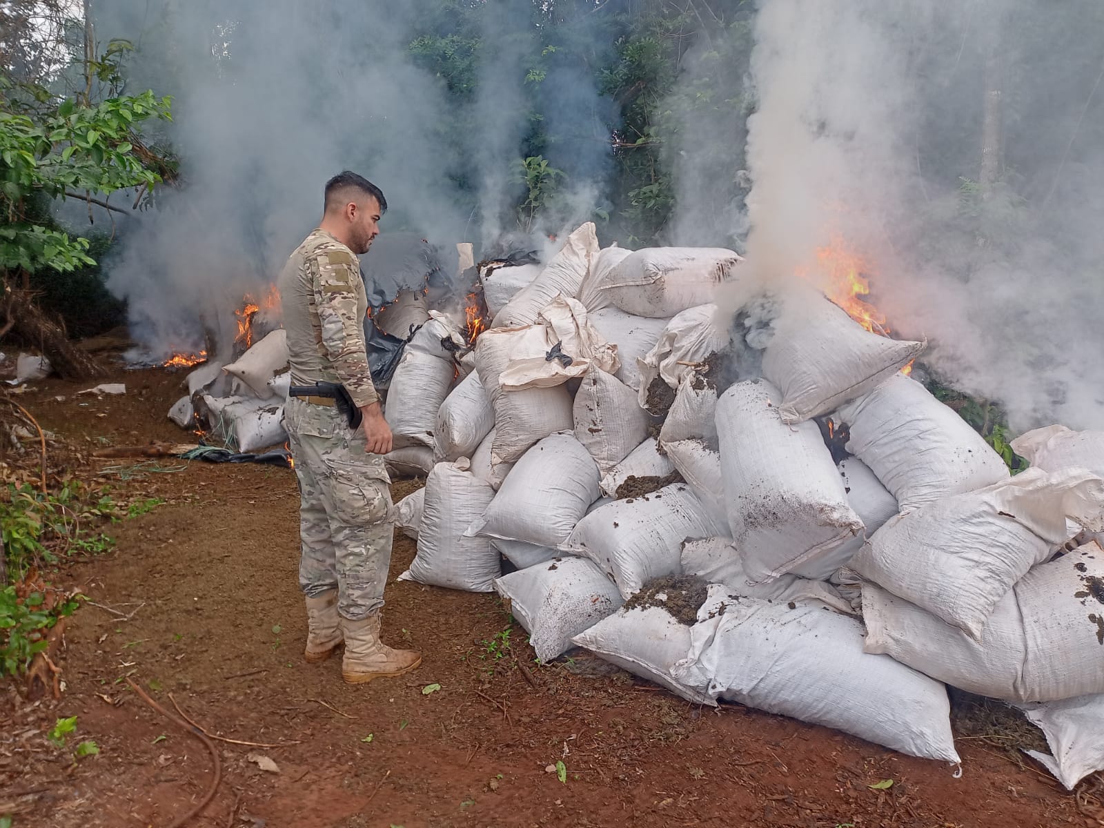 They detect "citadel" of large-scale marijuana production in Concepción