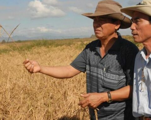 Tired of Cuban inefficiency, the Vietnamese abandon their successful rice project