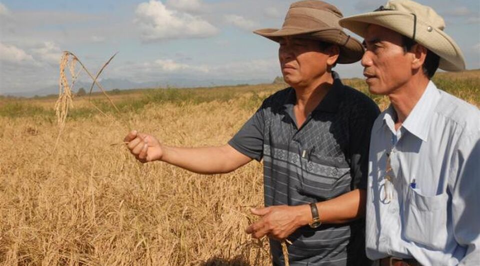 Tired of Cuban inefficiency, the Vietnamese abandon their successful rice project