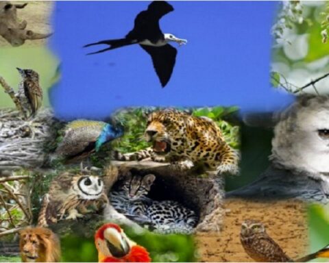 Venezuela reitera su compromiso en la preservación de los ecosistemas