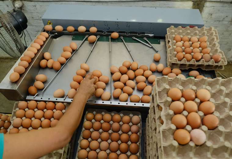 Government creates Bs 22 million trust to support poultry farmers affected by avian influenza