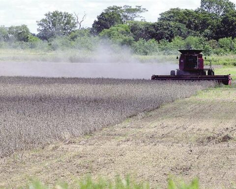 Grain crops grow by 7% and pest attack stagnates production