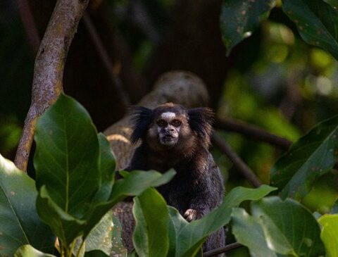 Loose monkey in Montevideo: Environment will set a trap with food to catch it