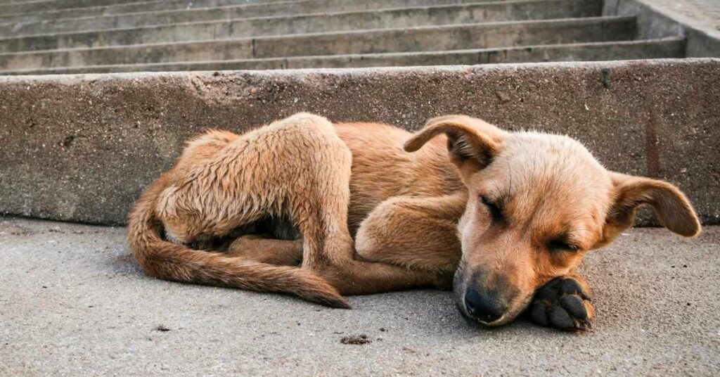 They approve a bill on the treatment of animals