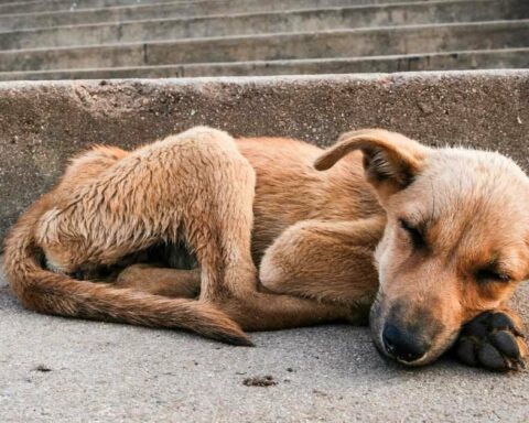 They approve a bill on the treatment of animals