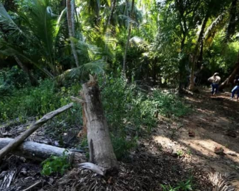 They denounce that MinEcosocialismo authorized the construction of an ecocide highway in Morrocoy