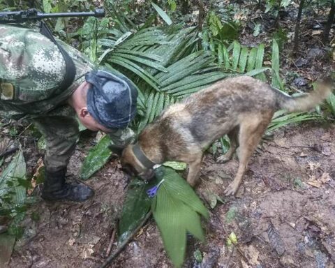 #VamosPorWilson: the hero dog of the rescue of children in the Colombian jungle