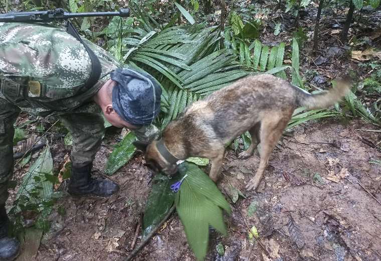 #VamosPorWilson: the hero dog of the rescue of children in the Colombian jungle