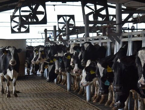 With the conflict paused, look at the other two problems that the dairymen visualize