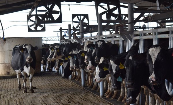With the conflict paused, look at the other two problems that the dairymen visualize