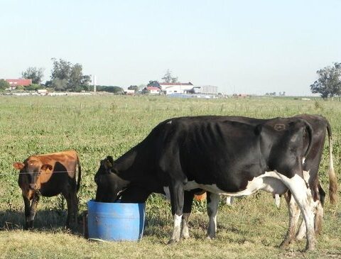 After the drought, the cows responded with record milk, but there are clouds on the horizon