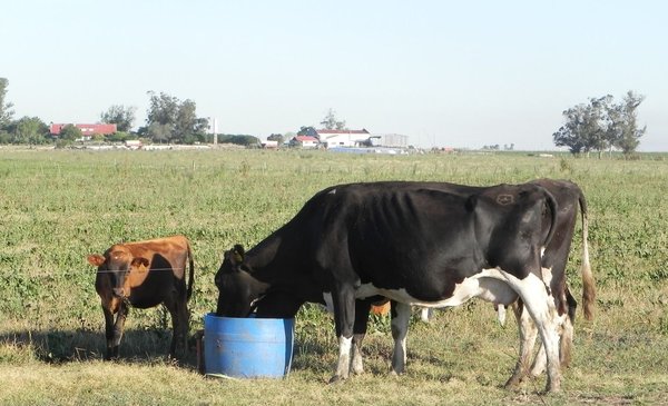 After the drought, the cows responded with record milk, but there are clouds on the horizon