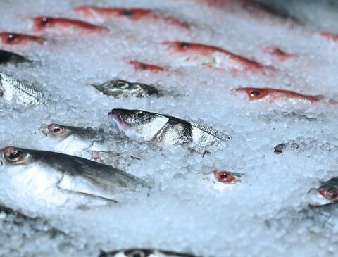 Contrary to beef, Uruguay exports fish at a better price