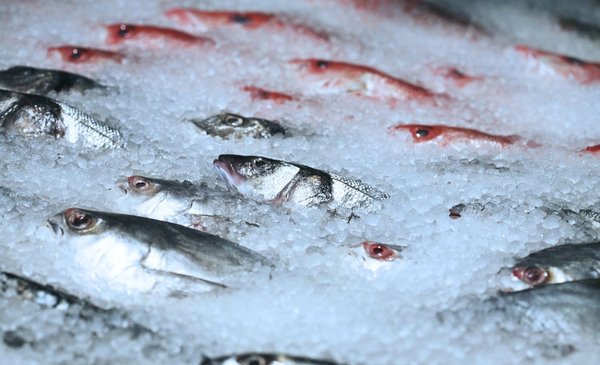 Contrary to beef, Uruguay exports fish at a better price