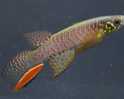 Meet the Moema juanderibaensis, the endemic Santa Cruz fish that breathes out of water