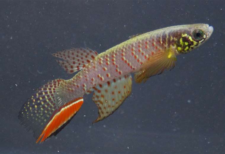 Meet the Moema juanderibaensis, the endemic Santa Cruz fish that breathes out of water