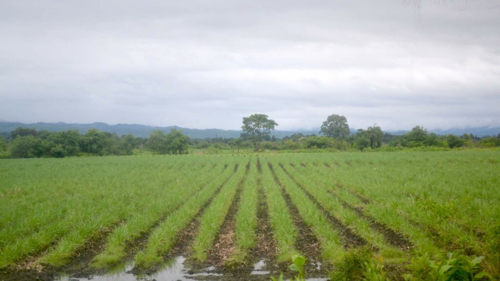 Poverty threatens the countryside: bad winter and expensive inputs to produce