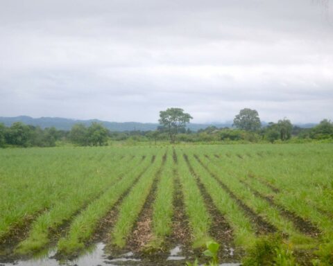 Poverty threatens the countryside: bad winter and expensive inputs to produce