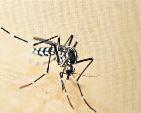 The Government of Peru announces a plan to accelerate the decrease in dengue cases