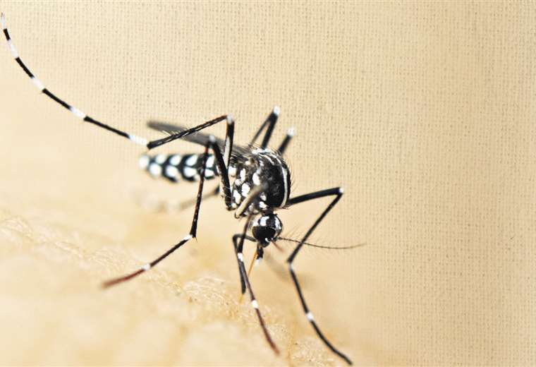 The Government of Peru announces a plan to accelerate the decrease in dengue cases