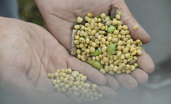 The MGAP put numbers on a terrible year for soybean production