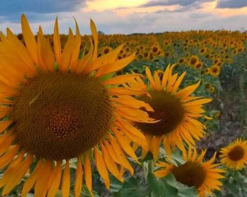 Three photographers prepare session in sunflower fields