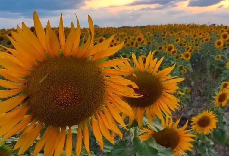 Three photographers prepare session in sunflower fields