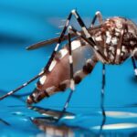 European Union donates 1,500,000 euros to combat dengue in Nicaragua and other Latin American countries