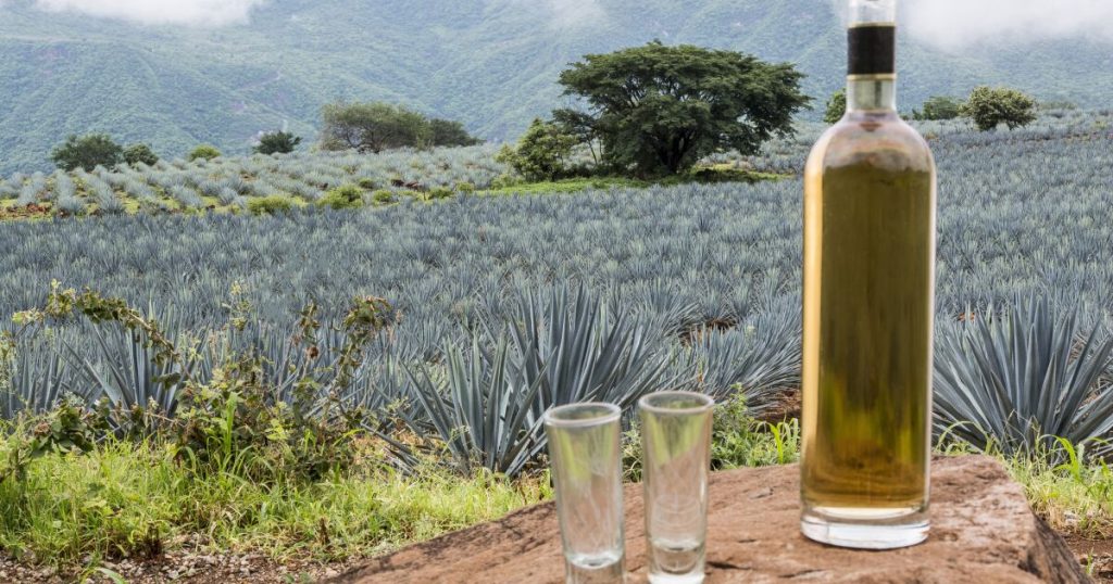 10 facts to celebrate International Tequila Day