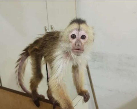 32 wild animals rescued in Catia