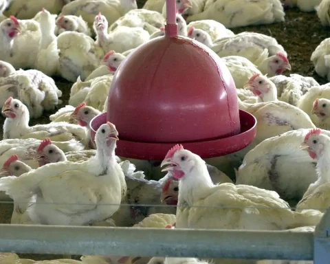 Brazil suspends exports of poultry meat and poultry products
