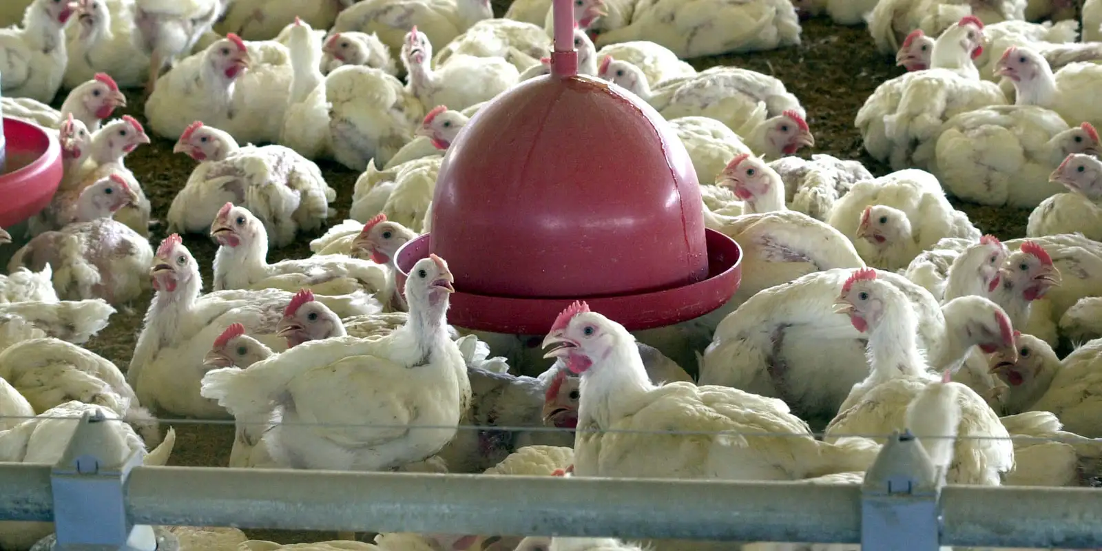 Brazil suspends exports of poultry meat and poultry products