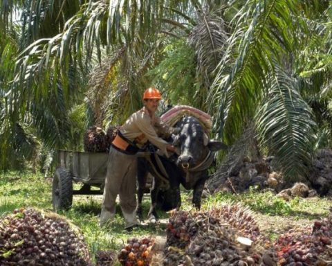 Catatumbo palm growers announce demonstrations: dates and times