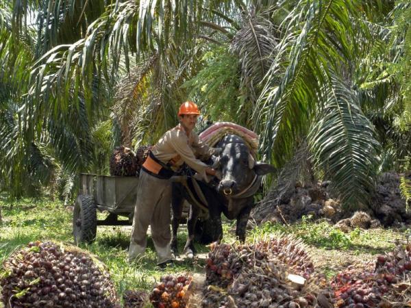 Catatumbo palm growers announce demonstrations: dates and times