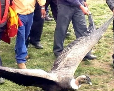 Cusco: Subjects who captured and mistreated a condor in an 'Andean ritual' are sentenced