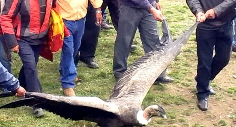 Cusco: Subjects who captured and mistreated a condor in an 'Andean ritual' are sentenced