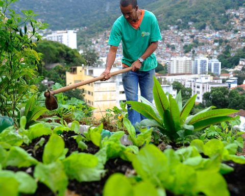 New law aims to stimulate food production in cities