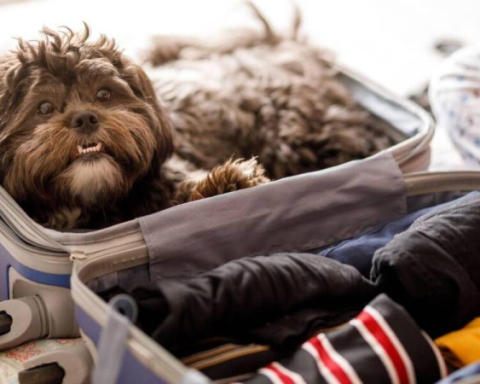 No more pets as luggage: Bill seeks to ban carrying animals in the hold