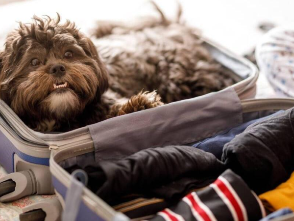 No more pets as luggage: Bill seeks to ban carrying animals in the hold