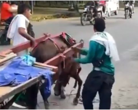 Indignación en Florencia, Caquetá: muere caballo utilizado como transporte de tracción animal