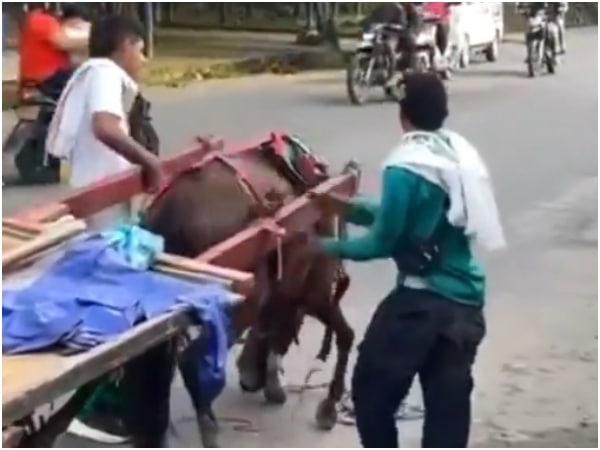 Indignación en Florencia, Caquetá: muere caballo utilizado como transporte de tracción animal