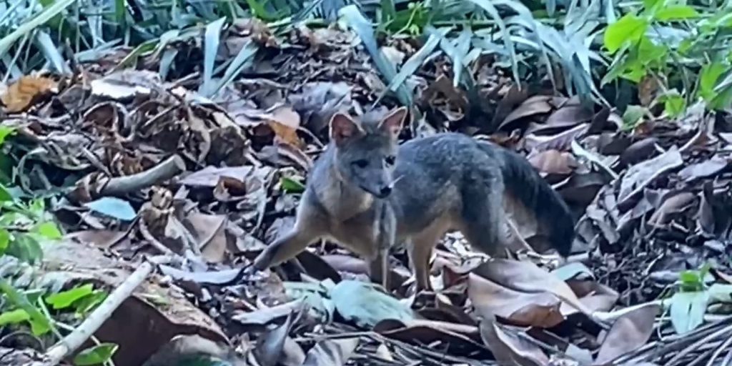 Rio de Janeiro: Wild dog makes a daytime visit to Parque Lage